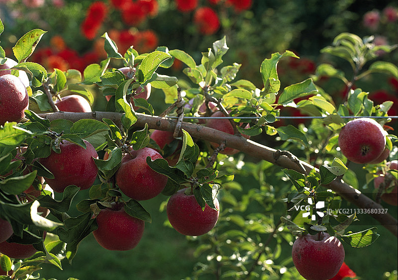 树枝上的苹果图片素材