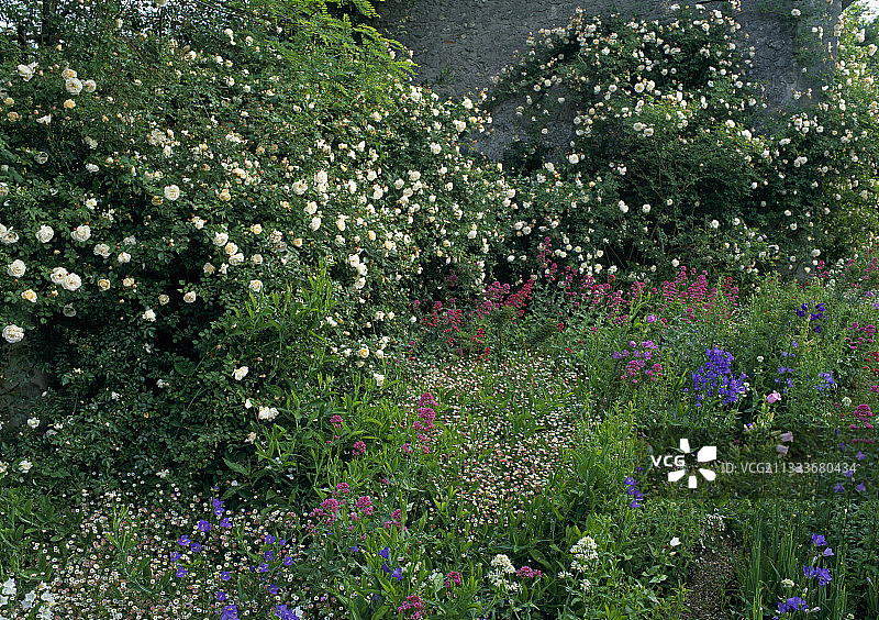 花园中的“奥古斯特·热尔韦”蔷薇和多年生植物图片素材