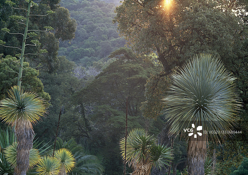 干旱的美国花园中的丝兰图片素材