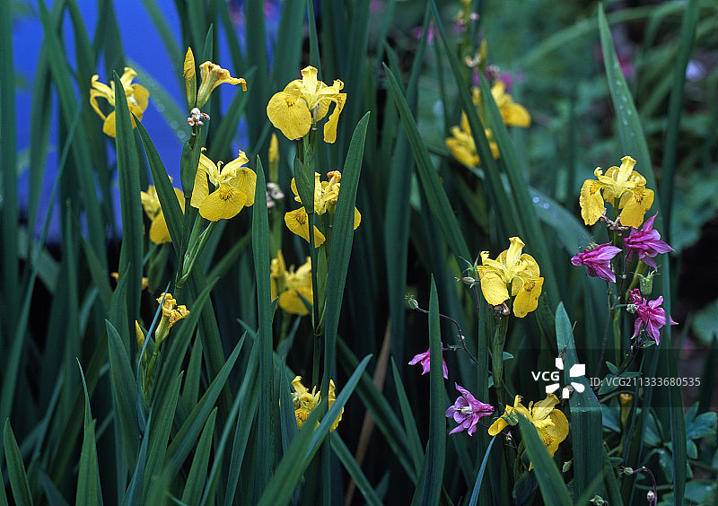 花园中的淡黄色鸢尾花和耧斗菜图片素材