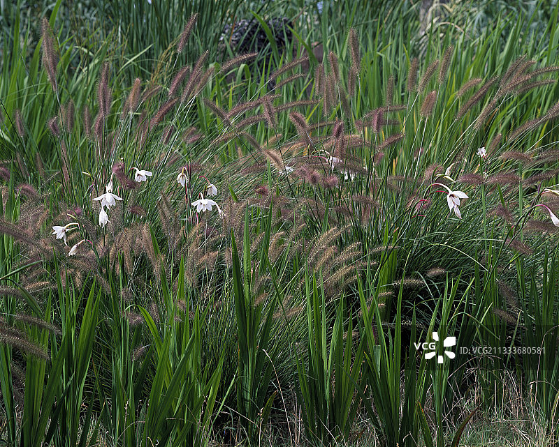 花园里的剑兰和蒲苇图片素材