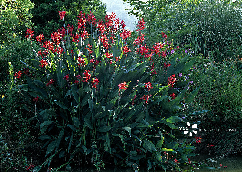 花园里的美人蕉图片素材