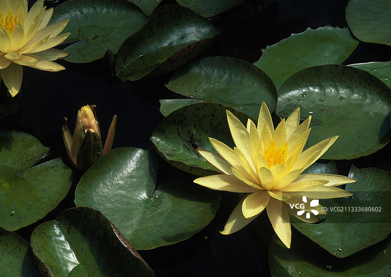 花园池塘里盛开的睡莲图片素材