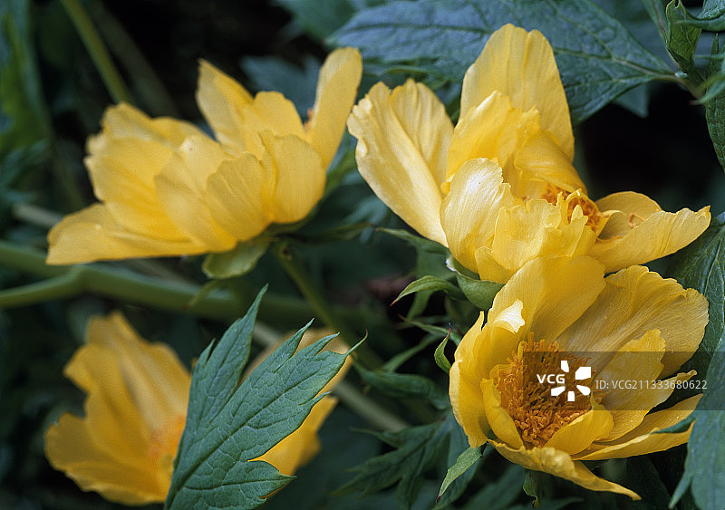 花园中的牡丹“Ludlowii”花图片素材
