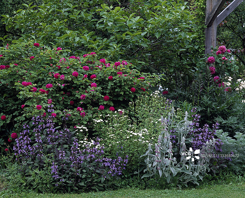 花园中盛开的玫瑰和多年生植物图片素材