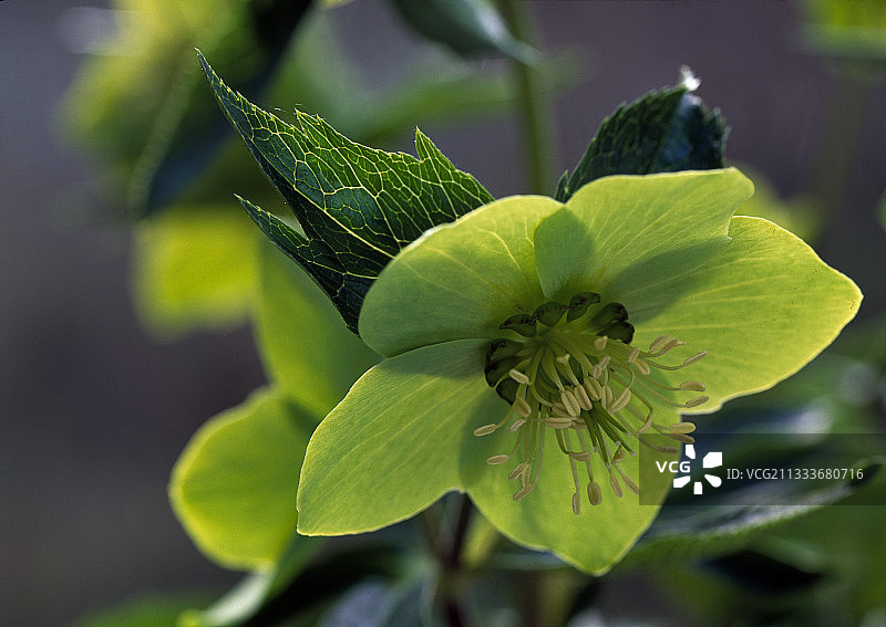 花园里盛开的铁筷子图片素材