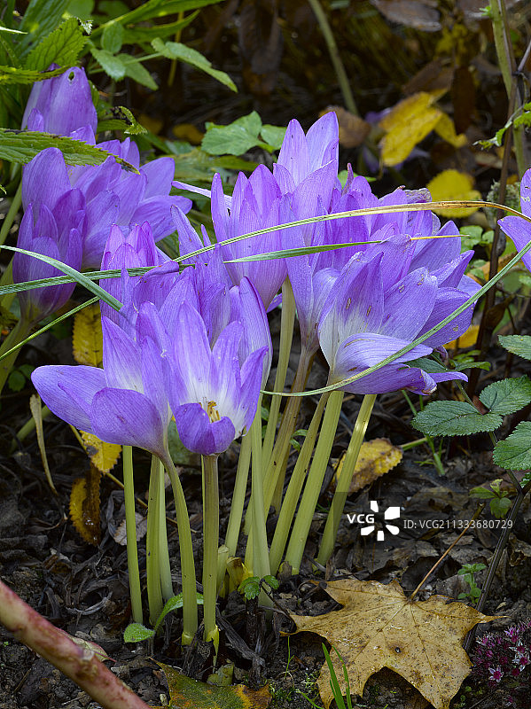 花园中盛开的秋水仙图片素材