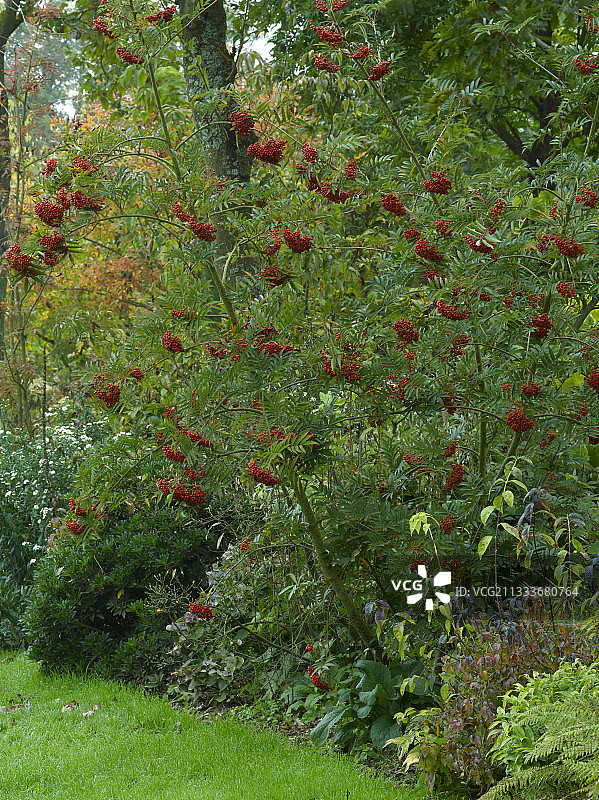 秋季花园里的花楸果图片素材