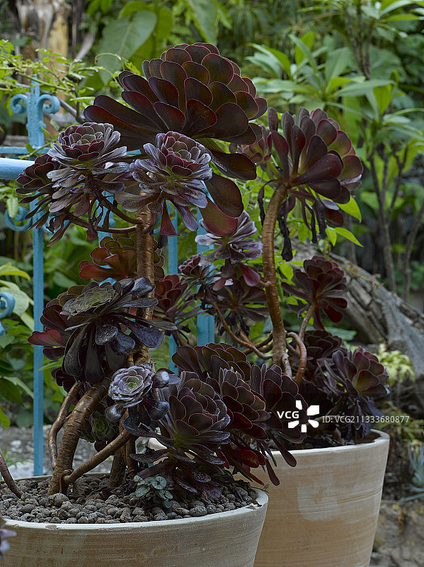 花园里的紫红色长生草图片素材