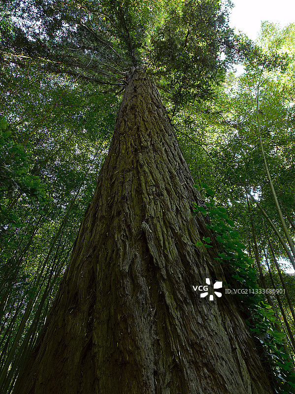 Parafrance竹园的红木图片素材