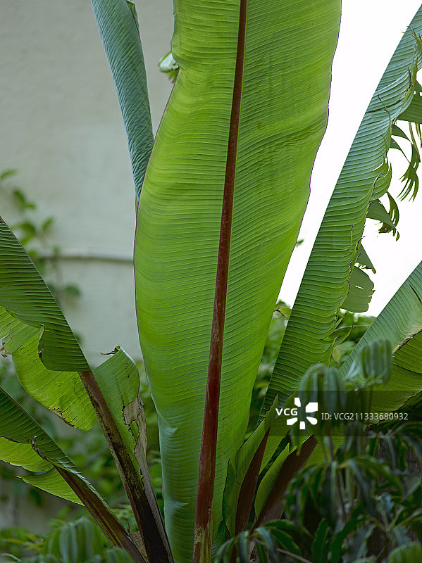 花园里的香蕉树叶图片素材