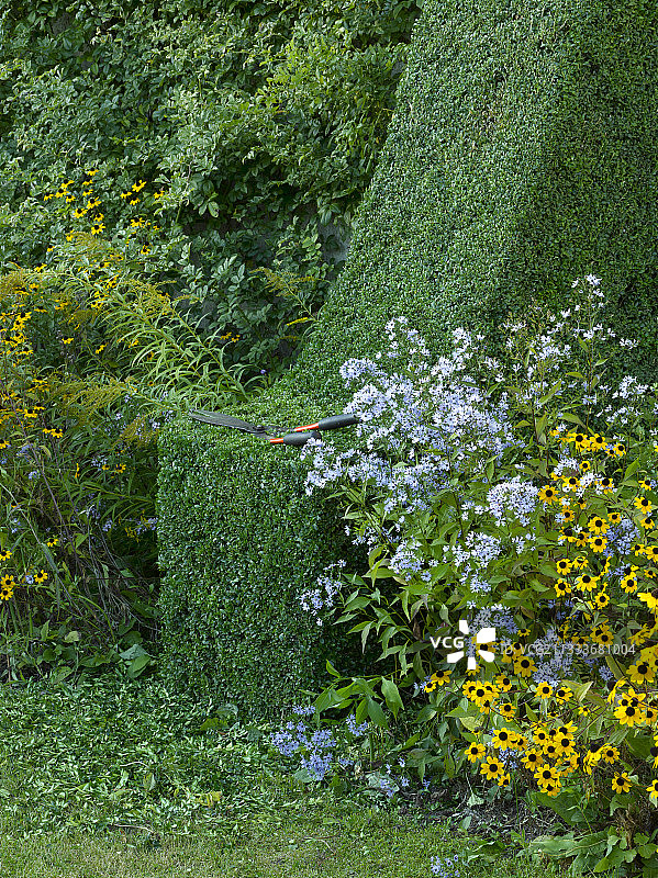 花园中对普通黄杨进行造型修剪图片素材