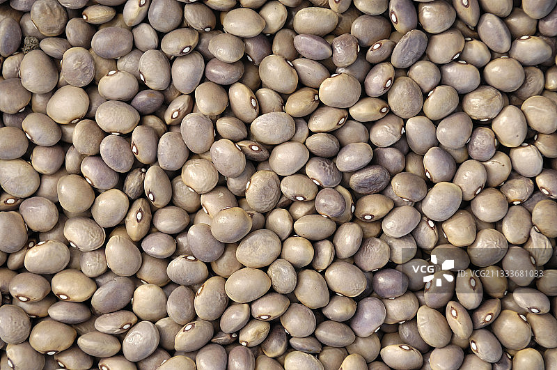 收获的“Goût Chataignes”豆子图片素材