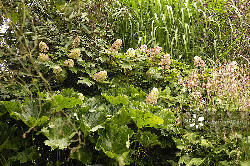 阿尔萨斯“兰花园”中的植物群图片素材
