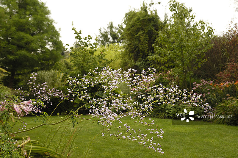 阿尔萨斯“兰花园”中盛开的唐松草图片素材