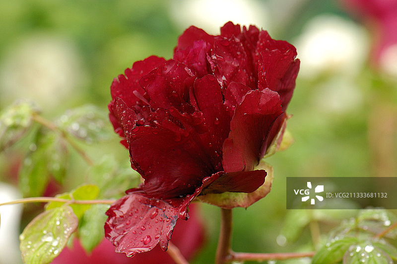 法国热尔省“E Tian”品种牡丹花图片素材