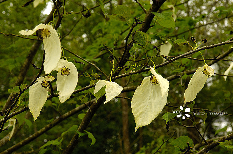 盛开的珙桐树 - 库尔西亚纳花园图片素材