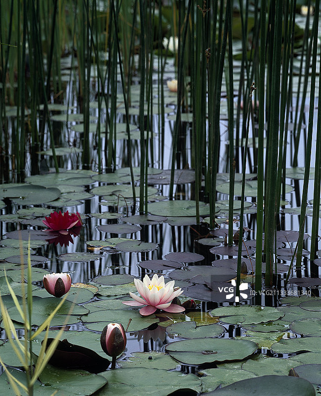 阿里埃日塔洛斯花园中的睡莲图片素材