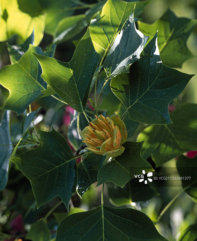 鹅掌楸开花图片素材