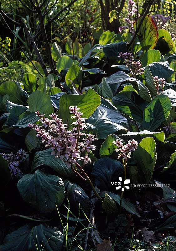 盛开的 Bergenia 阔叶花图片素材