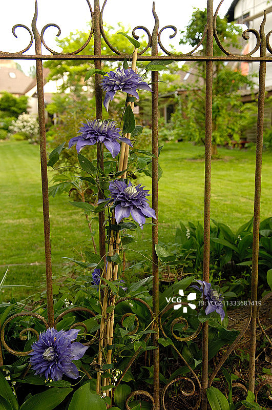 Jardin des Cotons 盛开的‘Multiblue’铁线莲图片素材