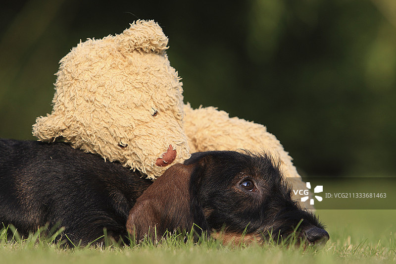 花园里腊肠犬幼犬和泰迪熊图片素材
