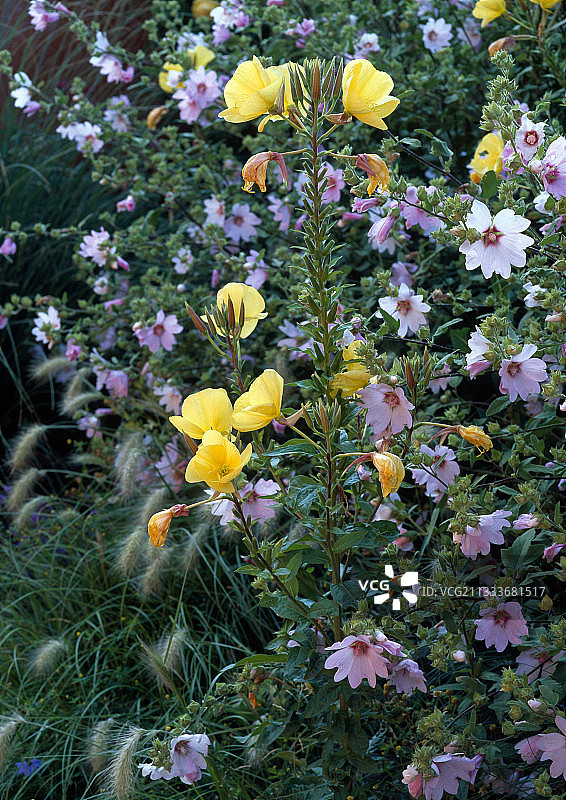 月见草和锦葵的花序图片素材