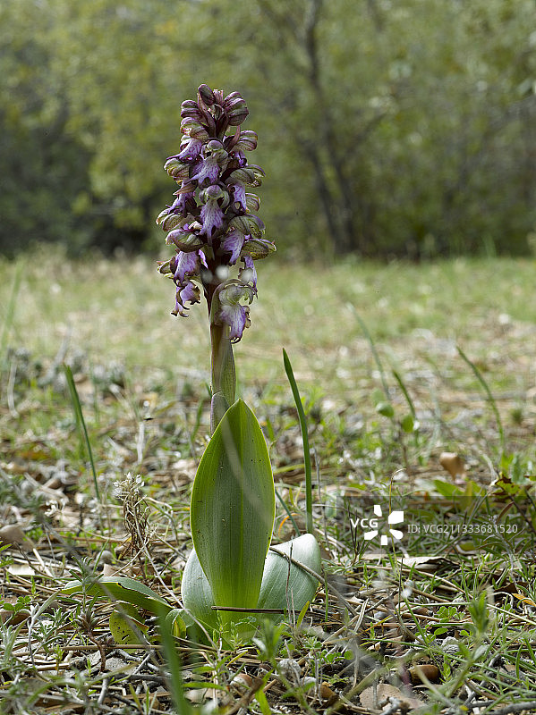 乡村盛开的巨型兰花图片素材