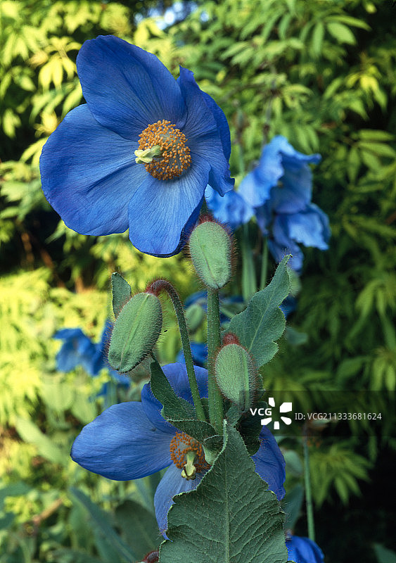 花园中盛开的绿绒蒿图片素材