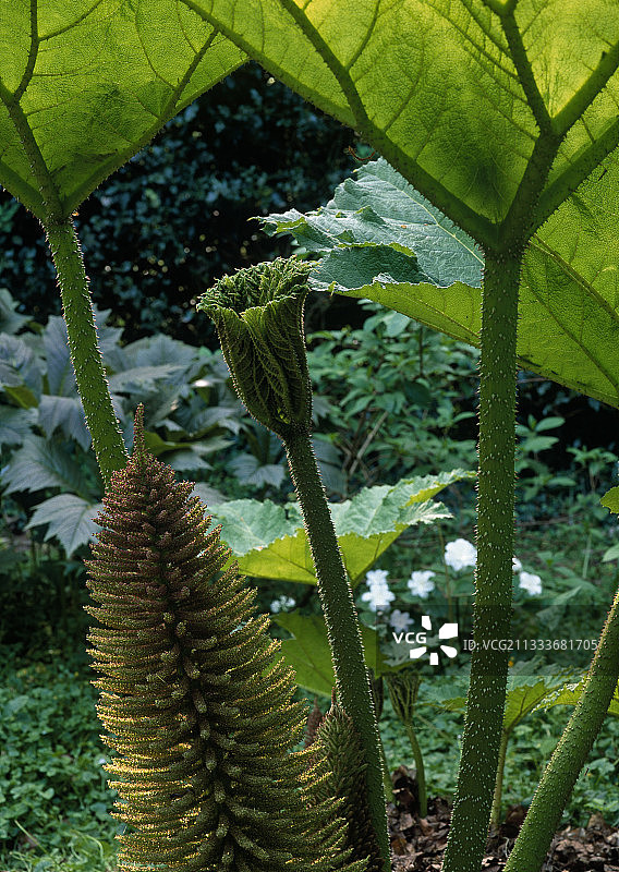 美丽城花园中开花的巨型大黄图片素材