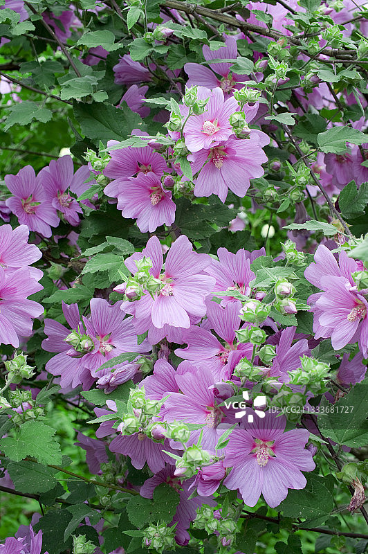 花园中盛开的Kew Rose木槿图片素材