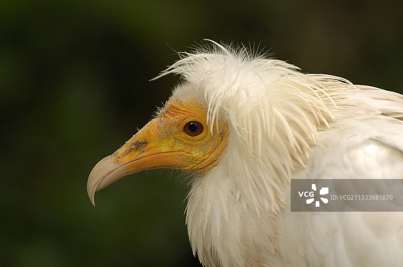 米卢斯动物植物园内的埃及秃鹫图片素材