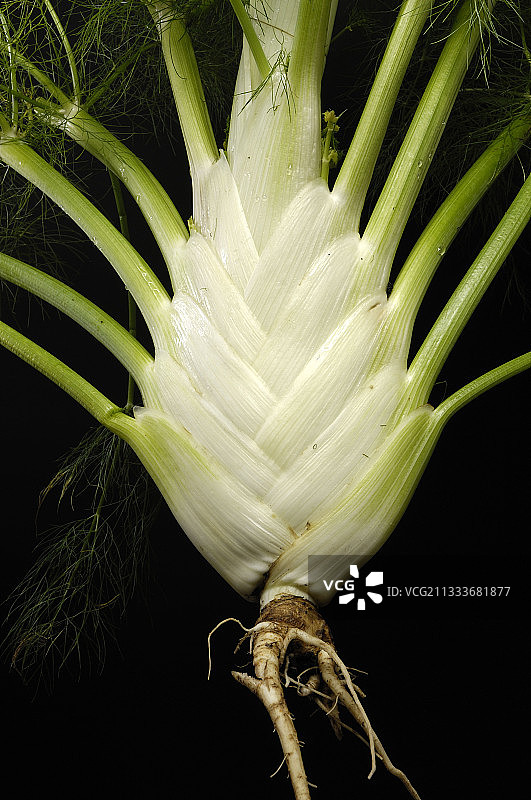 茴香球状叶柄图片素材