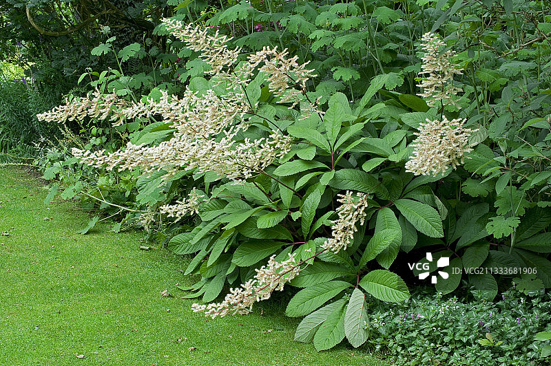 花园中盛开的红叶金梅图片素材