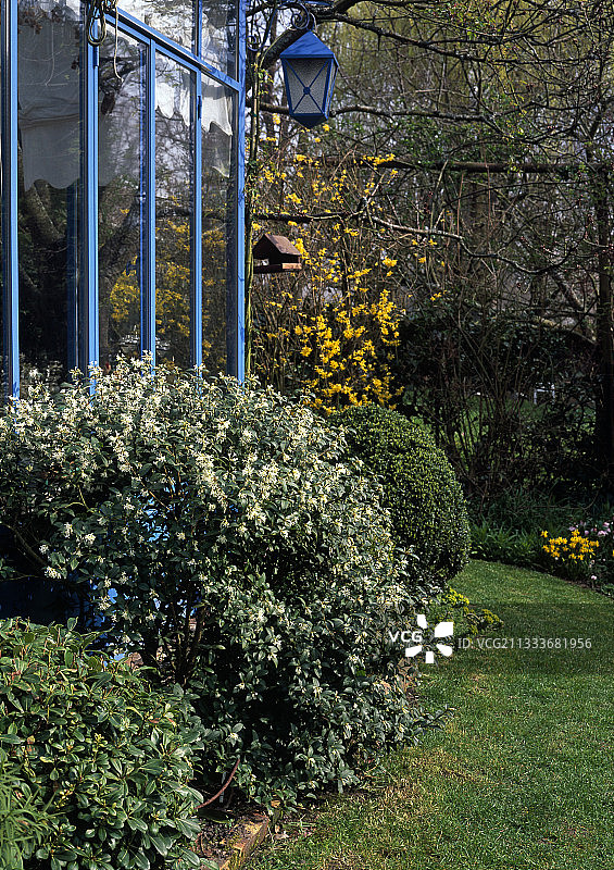 安妮-玛丽·拉迪花园中的伯克伍德桂花图片素材