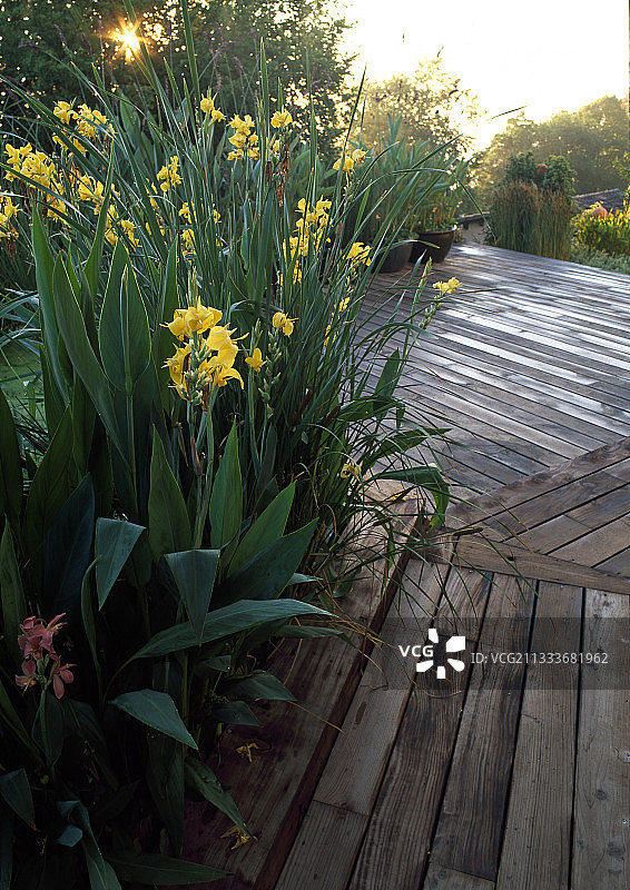 大型美人蕉图片素材