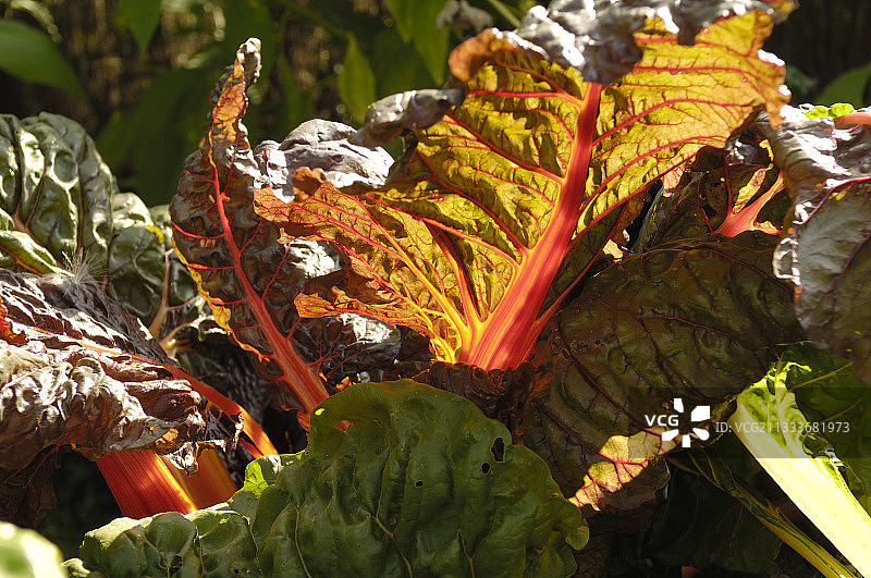 法国厨房花园中的装饰性甜菜图片素材
