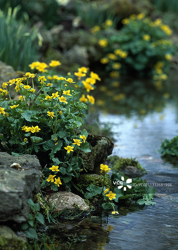 弗朗索瓦花园水边的 Marsh Marigold图片素材