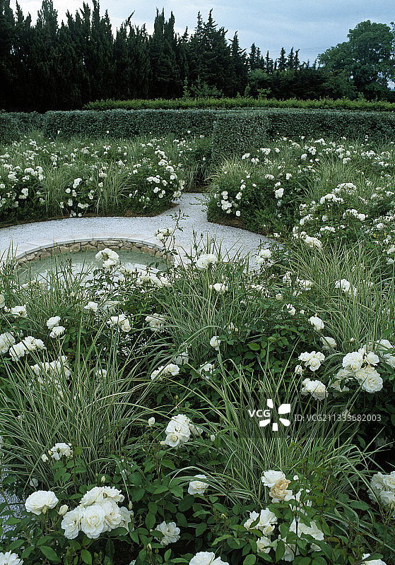 ‘冰山’月季和中华银草图片素材