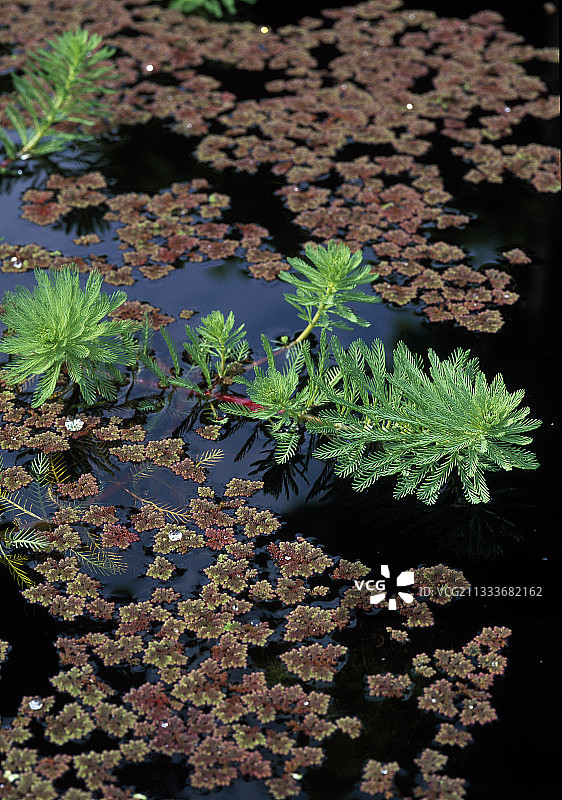 水蕨和聚藻图片素材