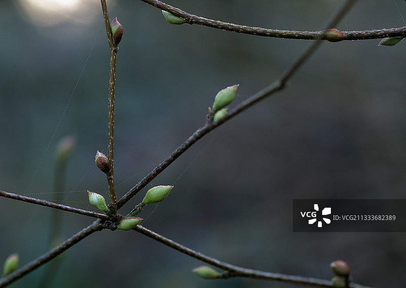 冬季榛树枝和蓓蕾贝尔维尤花园图片素材
