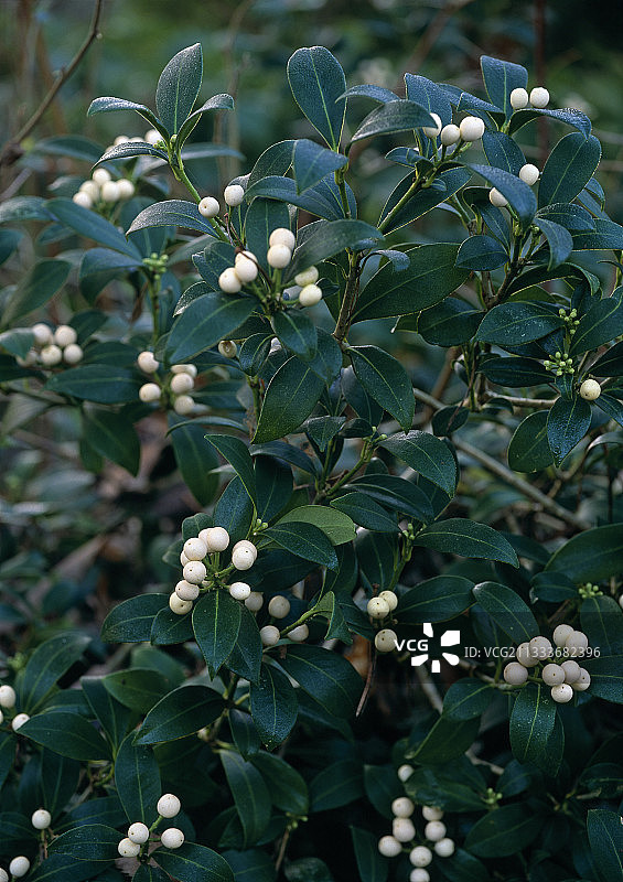 日本 Skimmia 花卉图片素材