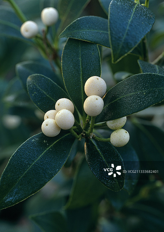 日本 Skimmia 花卉图片素材