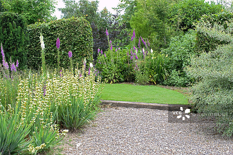 庭院中盛开的白山茶和毛地黄图片素材