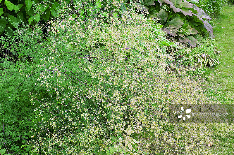 花园中盛开的唐松草图片素材