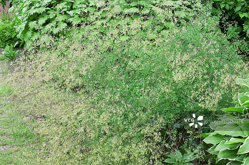 花园中盛开的唐松草图片素材