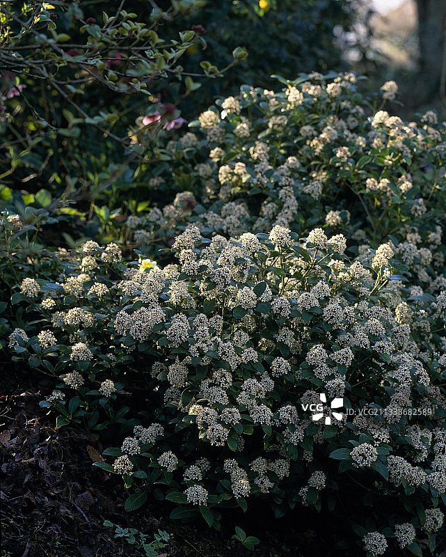 贝尔维尤花园中盛开的日本瑞香图片素材