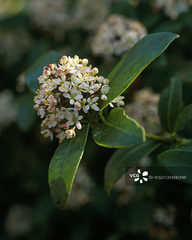 贝尔维尤花园中盛开的日本瑞香图片素材