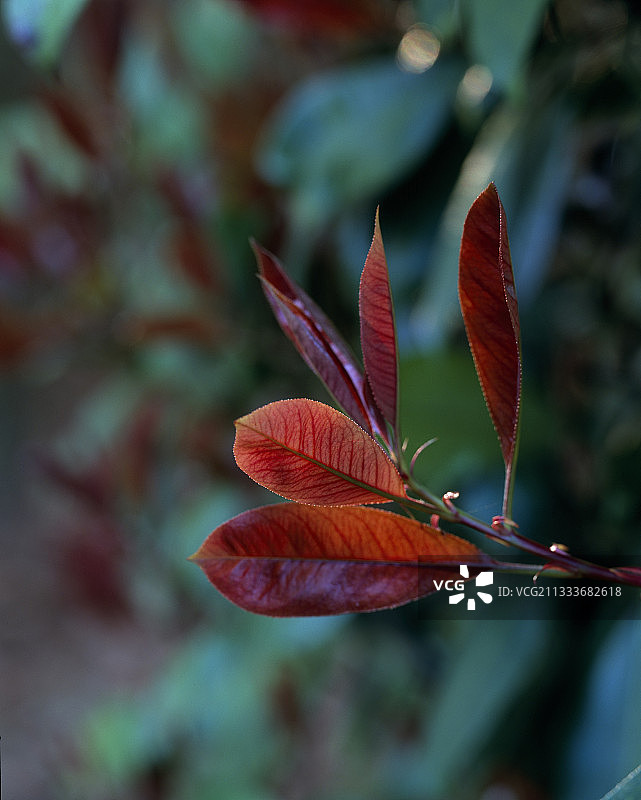 贝尔维尤花园的石楠树叶图片素材