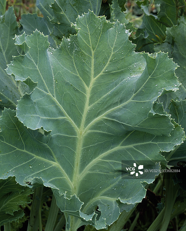 海洋风图案素材图片素材